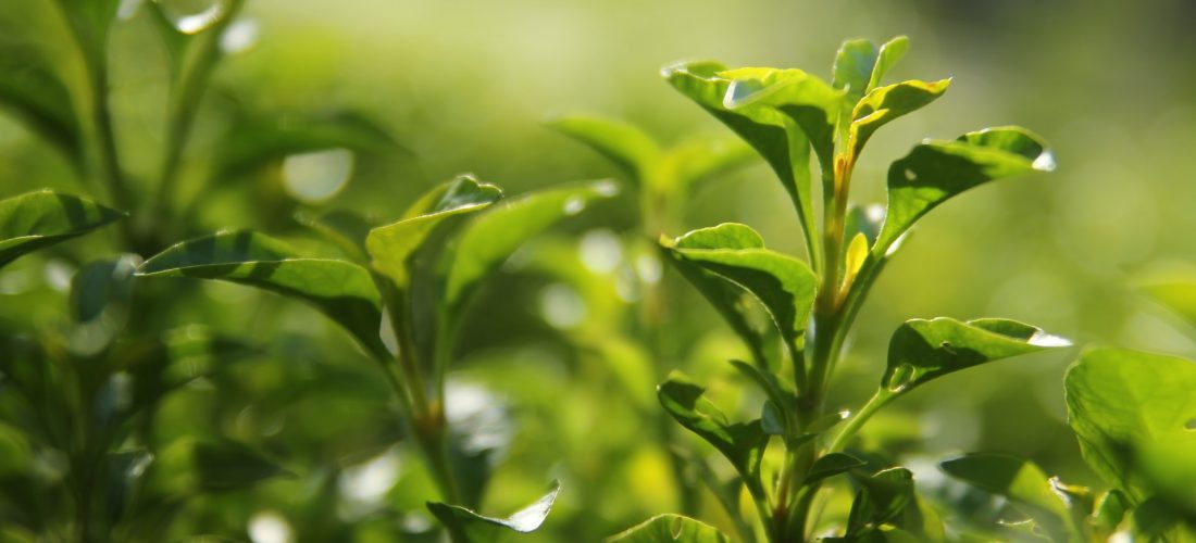 Dlaczego warto sięgać po zieloną herbatę. Poznaj jej wyjątkowe właściwości