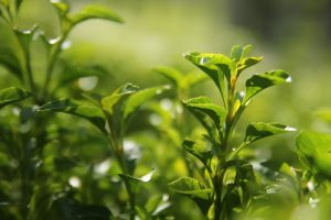 Dlaczego warto sięgać po zieloną herbatę. Poznaj jej wyjątkowe właściwości