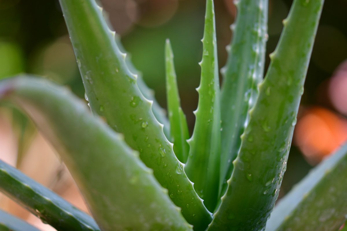 Aloes – poznaj jego niezwykłe właściwości