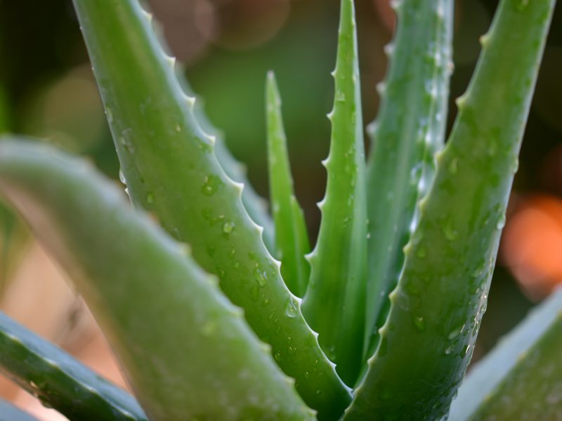 Aloes – poznaj jego niezwykłe właściwości