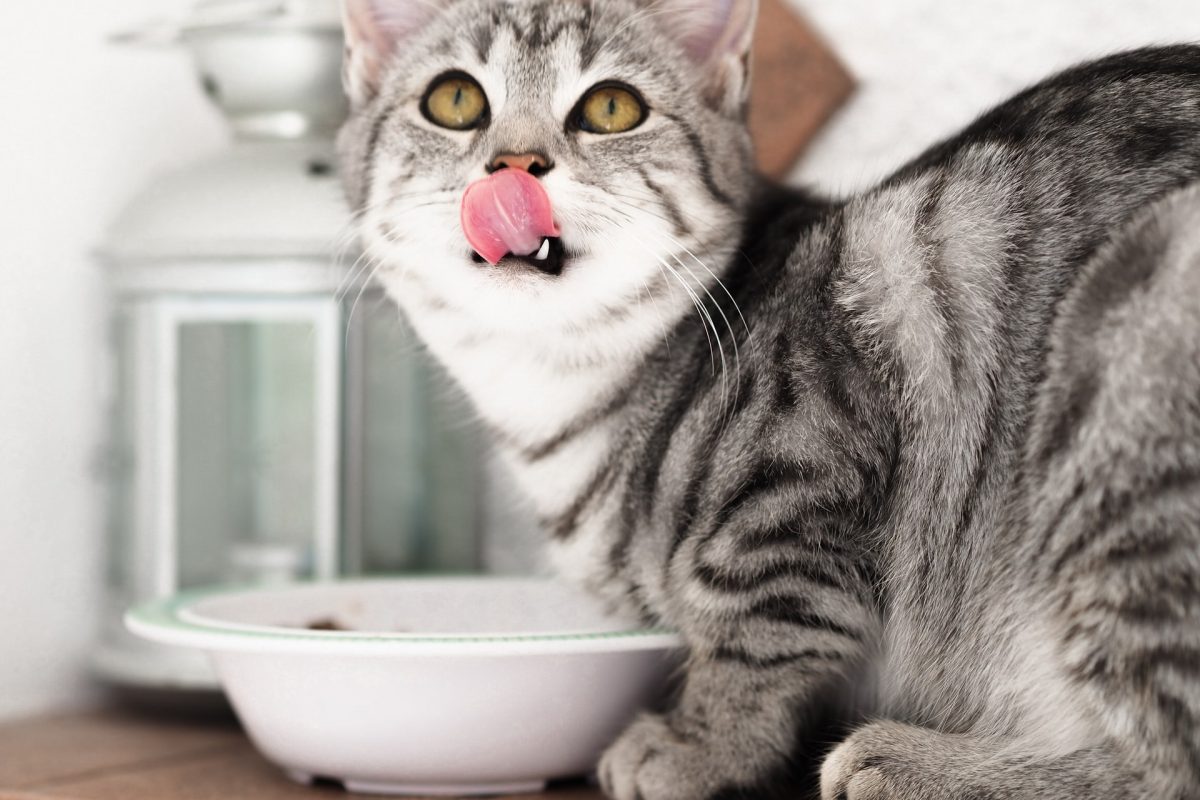 Czy sterylizowane koty wymagają specjalnej diety?