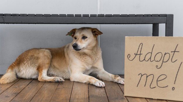 Jak pomóc bezdomnym zwierzętom, nie opuszczając domu?
