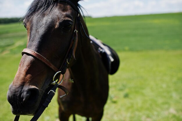 Jak odpowiednio dobierać suplementy dla poprawy zdrowia i wydajności koni sportowych?